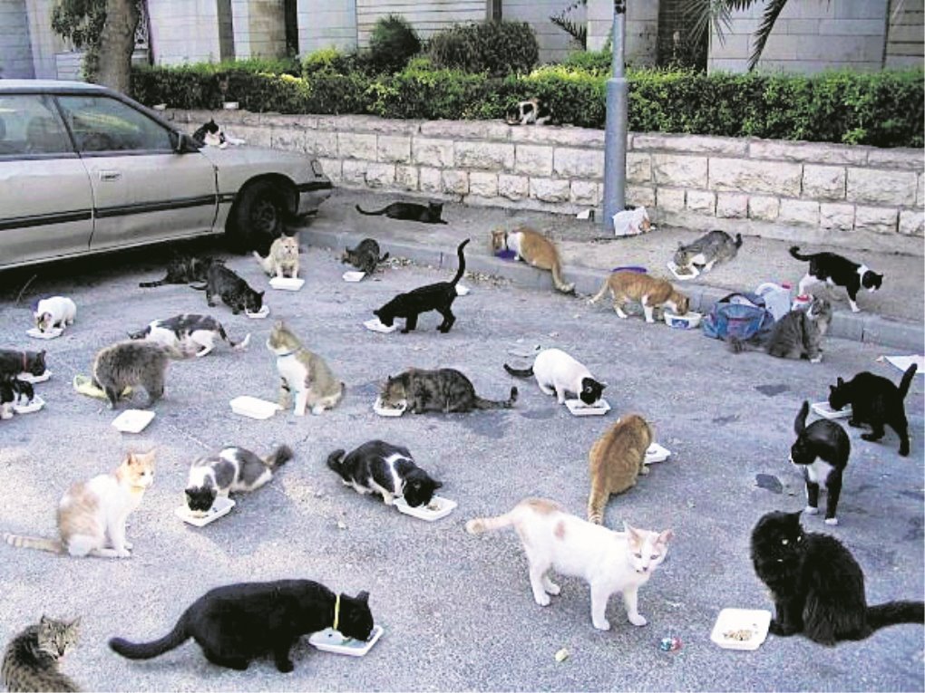 חתולי רחוב