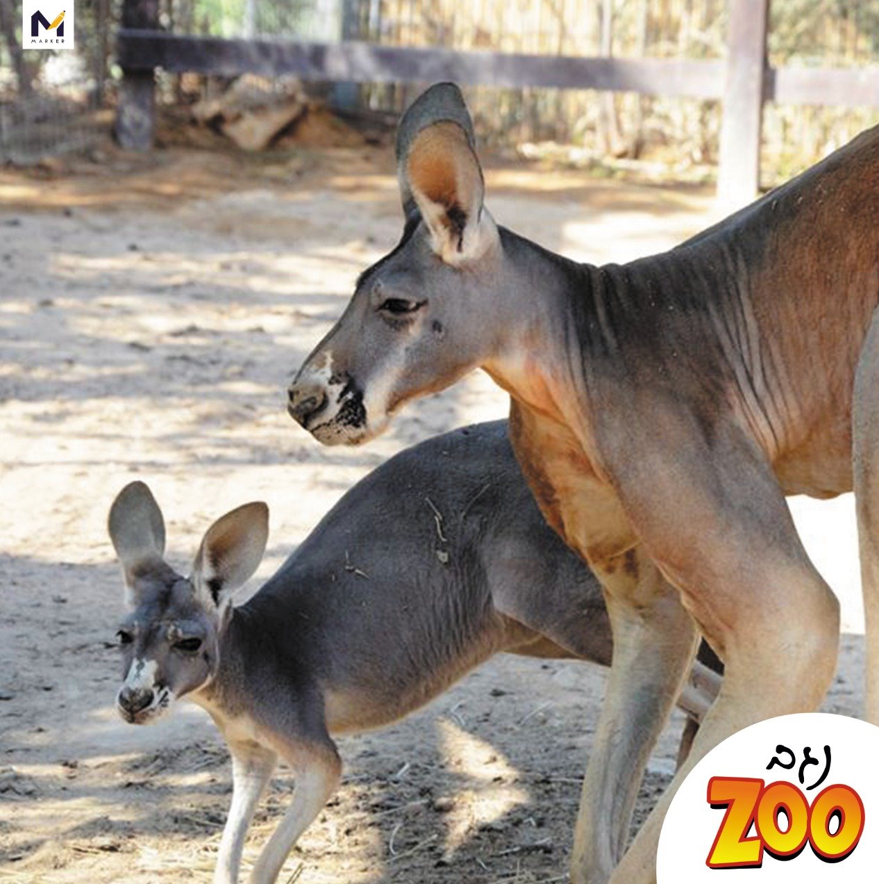 קרדיט נגב ZOO