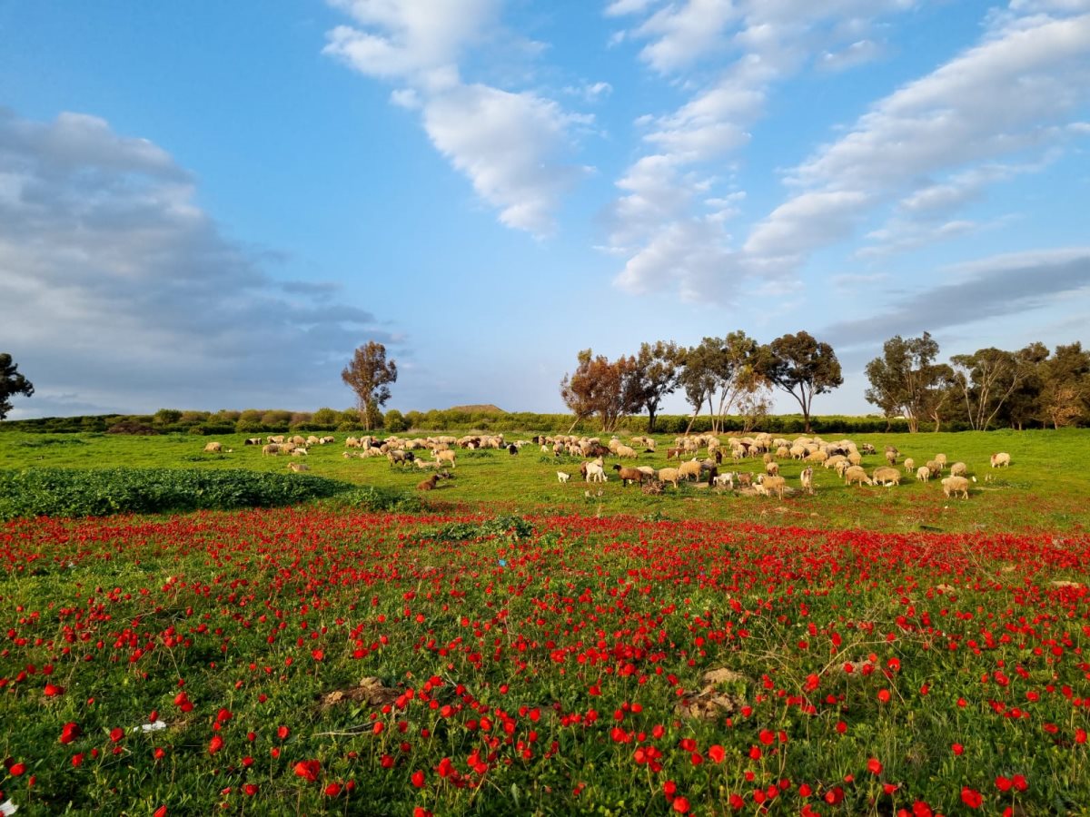 רפי בביאן 