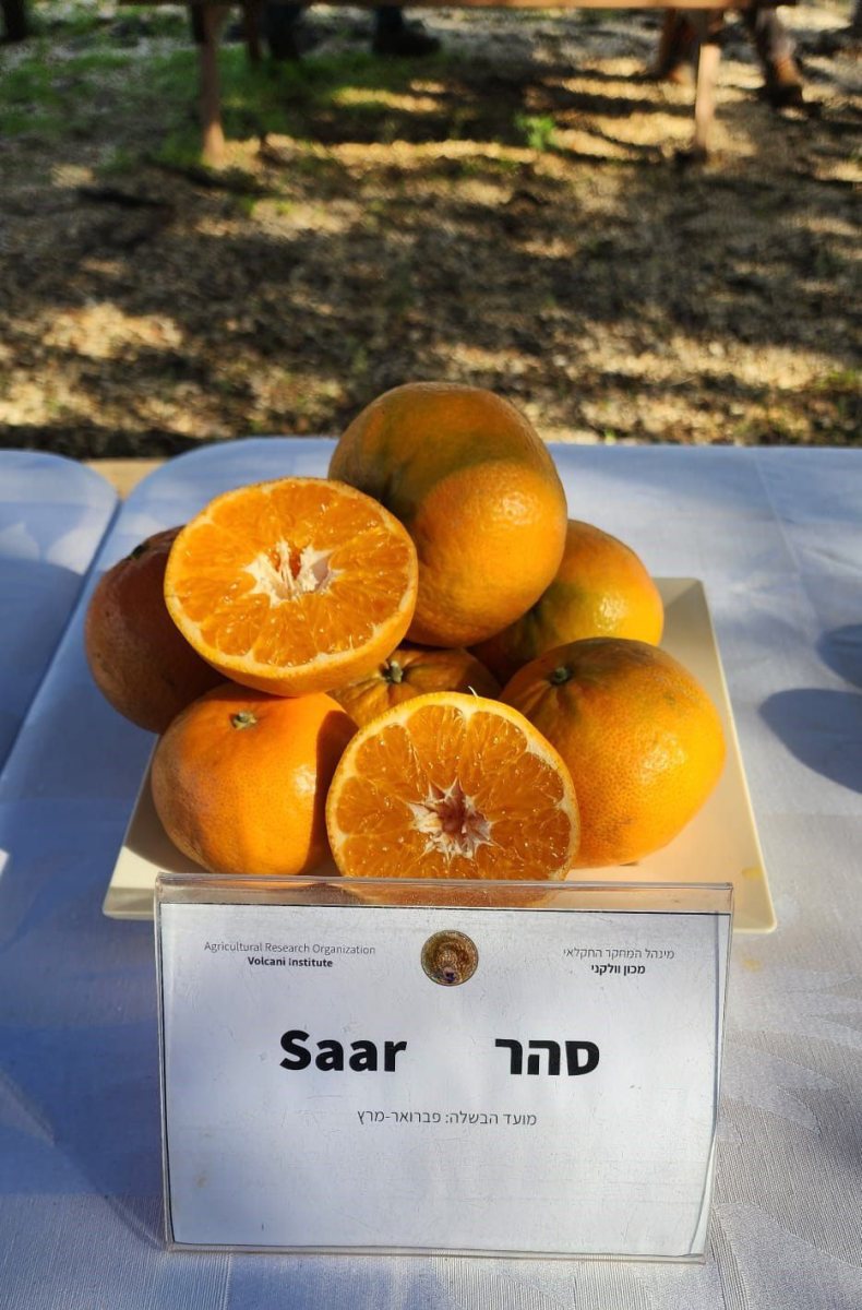 עיריית ראשון לציון