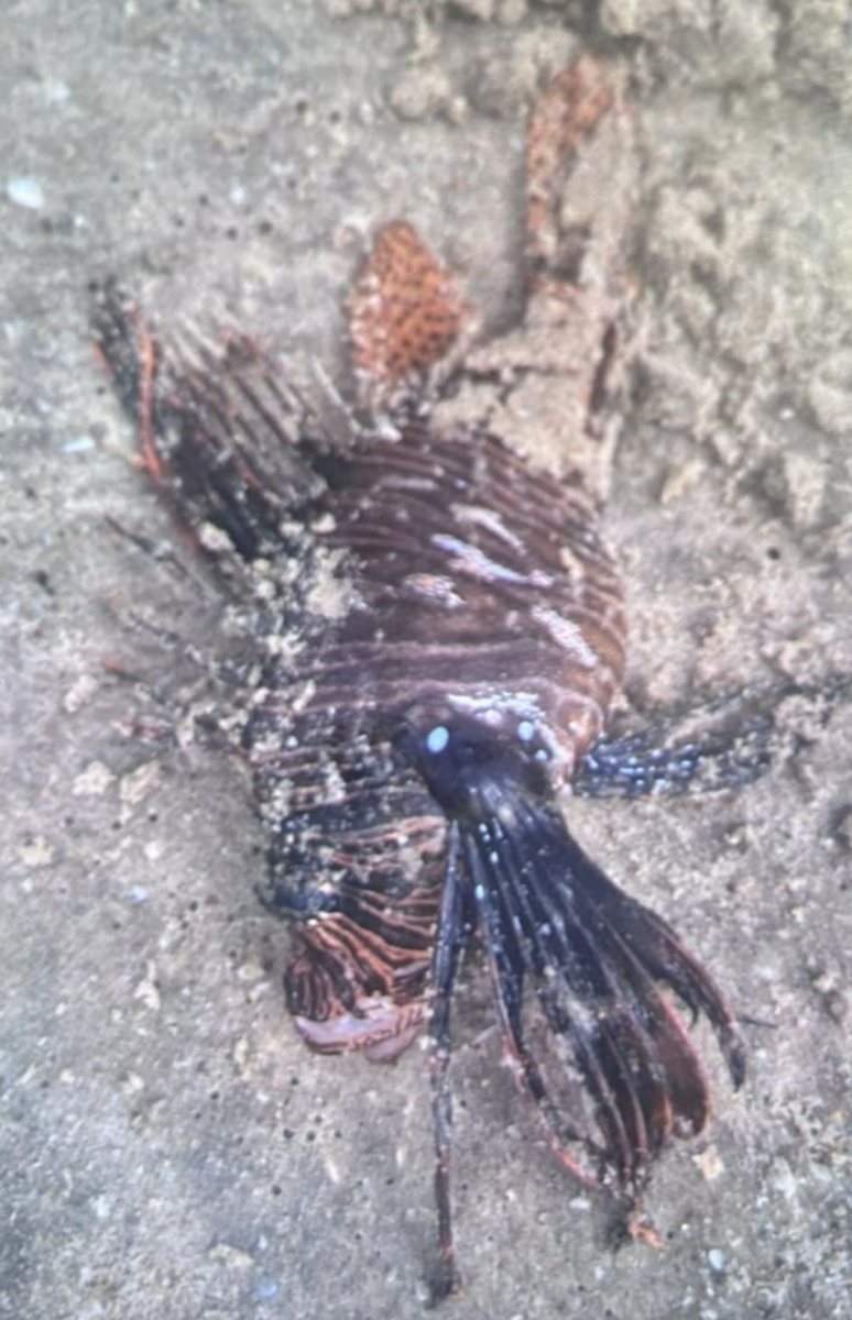 דוברות מד״א