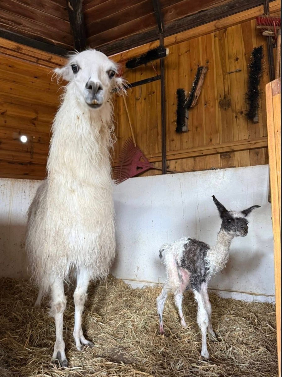 עיריית ראשון לציון 