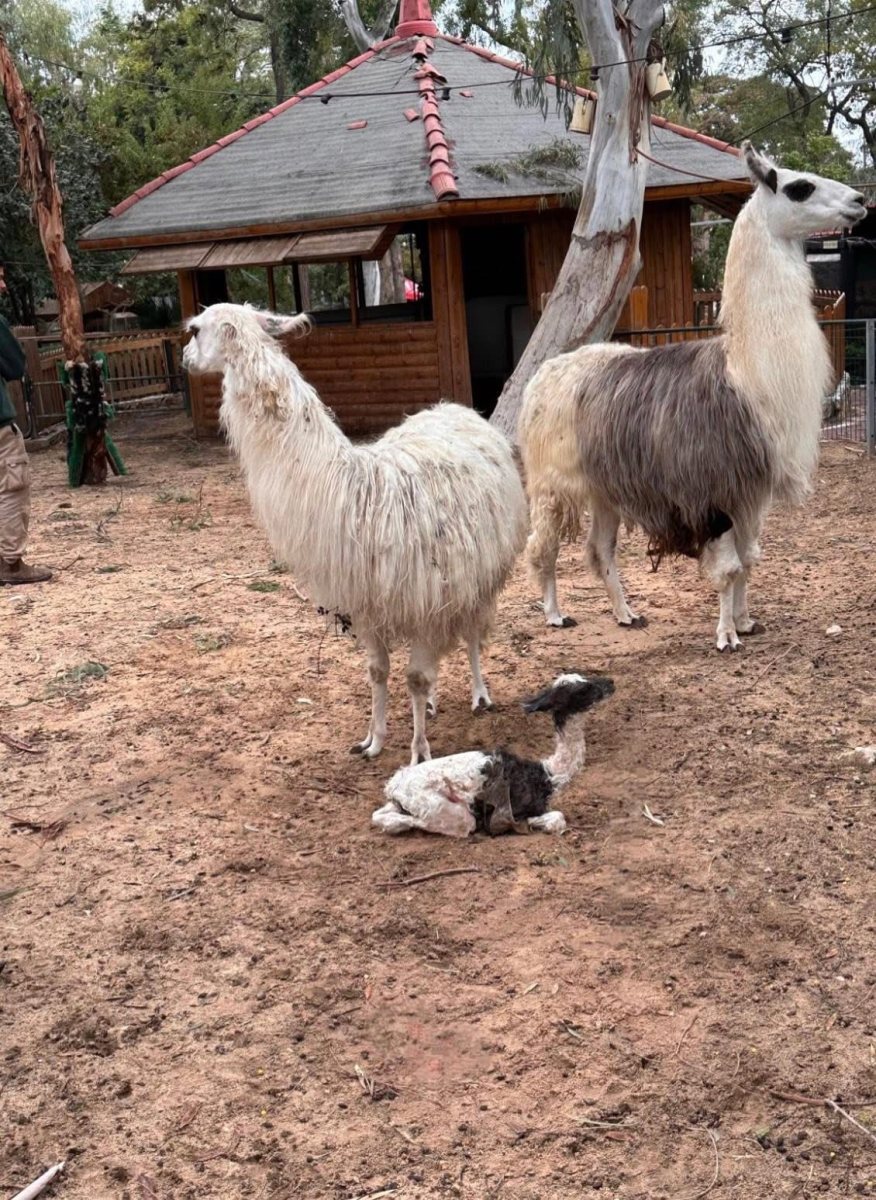 עיריית ראשון לציון 