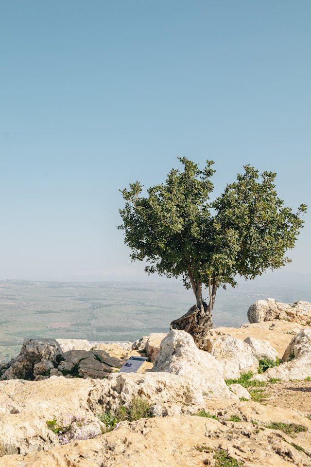 קרדיט- Photo by Lukas on Unsplash