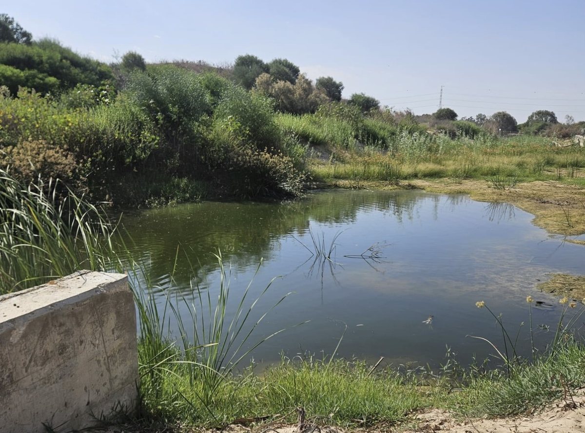 אחד המוקדים שבו אותרו יתושים (עיריית ראשון לציון)