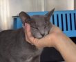 לקראת יום החתול הבינלאומי: עיריית ראשון לציון קוראת לאמץ חתולים ולדאוג גם לחתולי הרחוב
