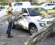 המסורת נמשכת: גם השנה תחלק עיריית ראשון לציון ענפי דקל לסכך לתושבים