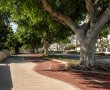 כשהצל הופך לשיקול תכנוני: כך שומרים בראשון לציון על העצים הוותיקים