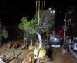 מבצע לילי בראשון לציון: עצי הפיקוס הוותיקים הועתקו כדי לפנות מקום לעבודות הקו החום
