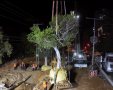 צילום: עיריית ראשון לציון