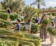 חלוקת סכך חינם לתושבי ראשון לציון: היום בשלושה מוקדים בעיר