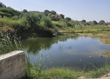 אחד המוקדים שבו אותרו יתושים (עיריית ראשון לציון)