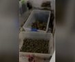 צפו בתיעוד: מעבדות סמים נחשפו בבניין מגורים בראשון לציון