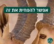 רשות הטבע והגנים, נתיבי ישראל וטיקטוק בקמפיין משותף להצלת חיות הבר בכבישים