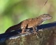 צילום: sgnaturelover מתוך iNaturalist.