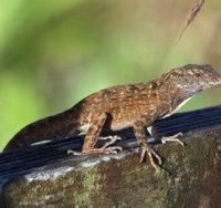 צילום: sgnaturelover מתוך iNaturalist.