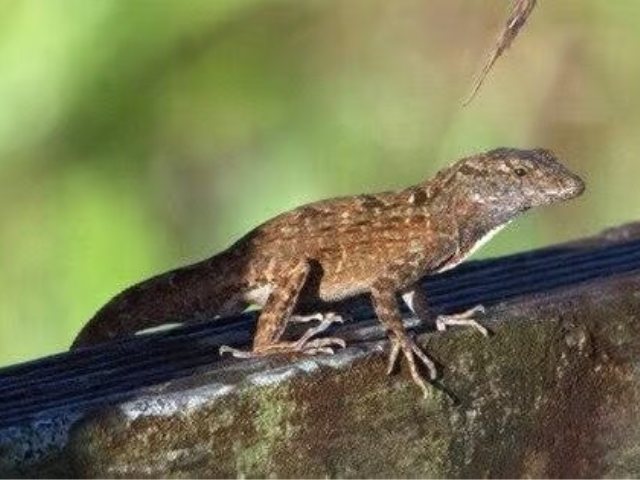 צילום: sgnaturelover מתוך iNaturalist.