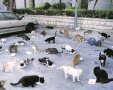 חתולי רחוב