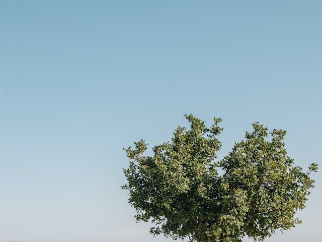 קרדיט- Photo by Lukas on Unsplash