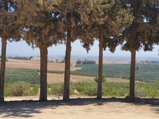 חוליקאת צילום אלדה נתנאל 