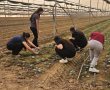  תלמידי דרכא רמון מגדרה עצרו את הדרך הביתה – כדי לעזור לחקלאי העוטף
